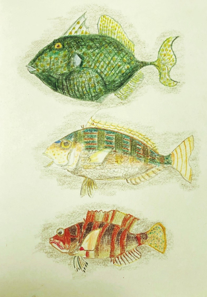 Sketch of 'Australian fishes' originally by J.B. Emery, by Anne Marie Sinclair