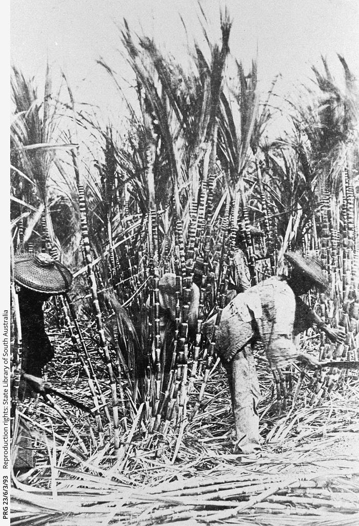 Men who immigrated from China cutting sugar cane on a plantation in the Northern Territory, 1896. SLSA: PRG 23/6/3/93 