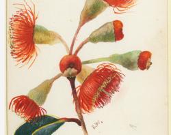 Eucalyptus blossom SLSA PRG 1399/103/32