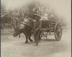Chinese buffalo cart hauling bamboo in a wagon, 1920. SLSA: B 23016