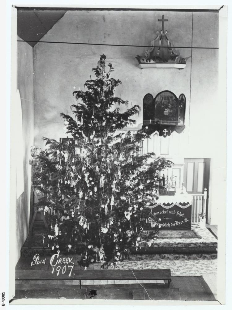 Large decorated christmas tree at Pine Creek Lutheran Church, 1907