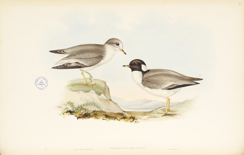 Hooded Plover, illustrated by Elizabeth Gould, 1848. SLSA: rbri11743785/006/pl 18