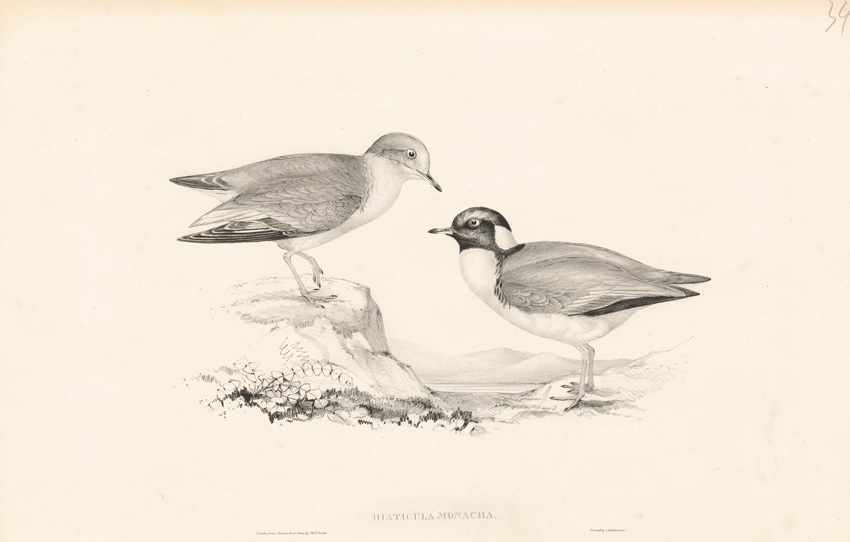 Uncoloured plate - Hooded Plover, illustrated by Elizabeth Gould, 1848. SLSA: rbri22750848/1v