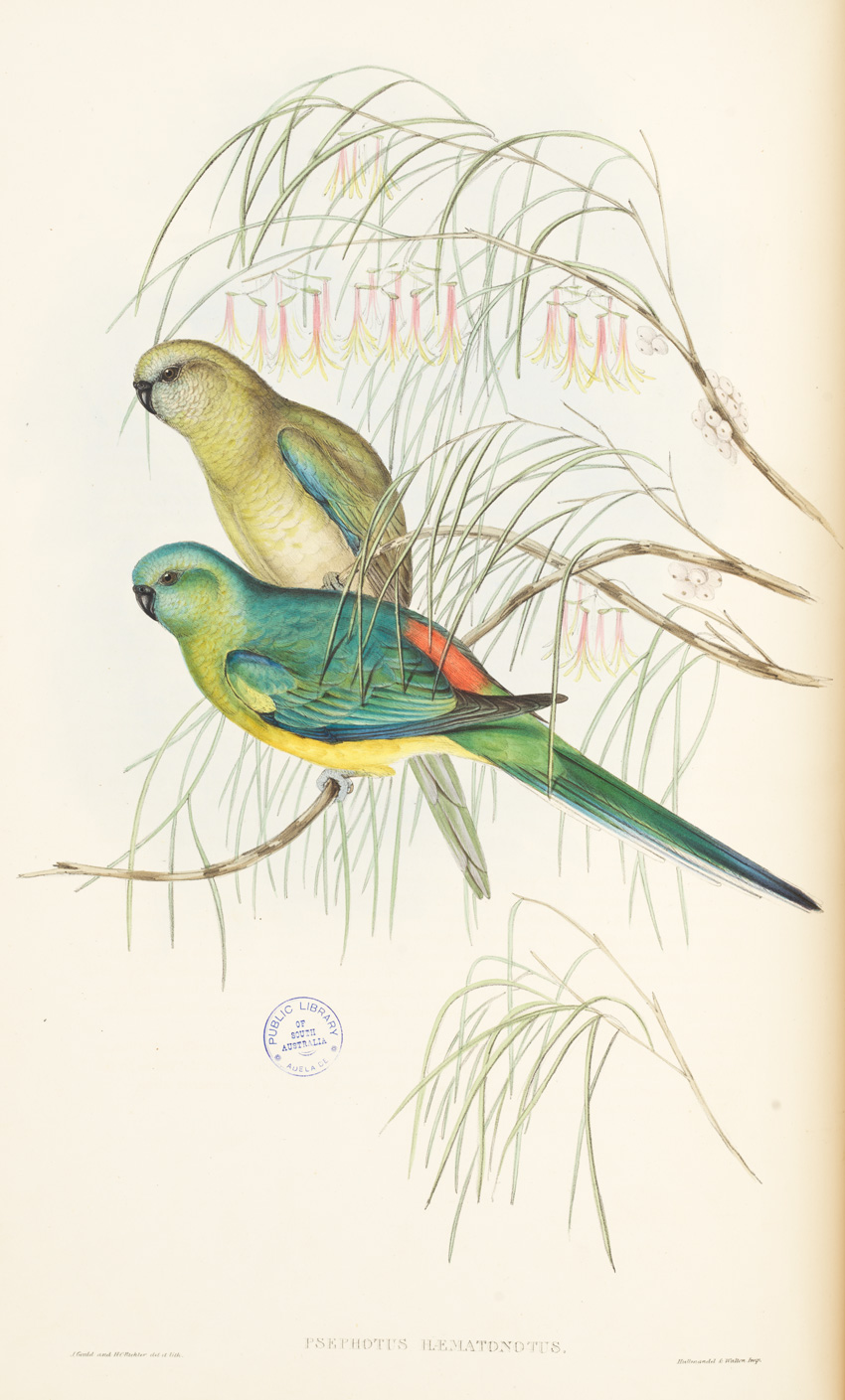 Psephotus haematonotus, illustrated by John Gould, 1848. SLSA: rbri11743785/005/pl 36