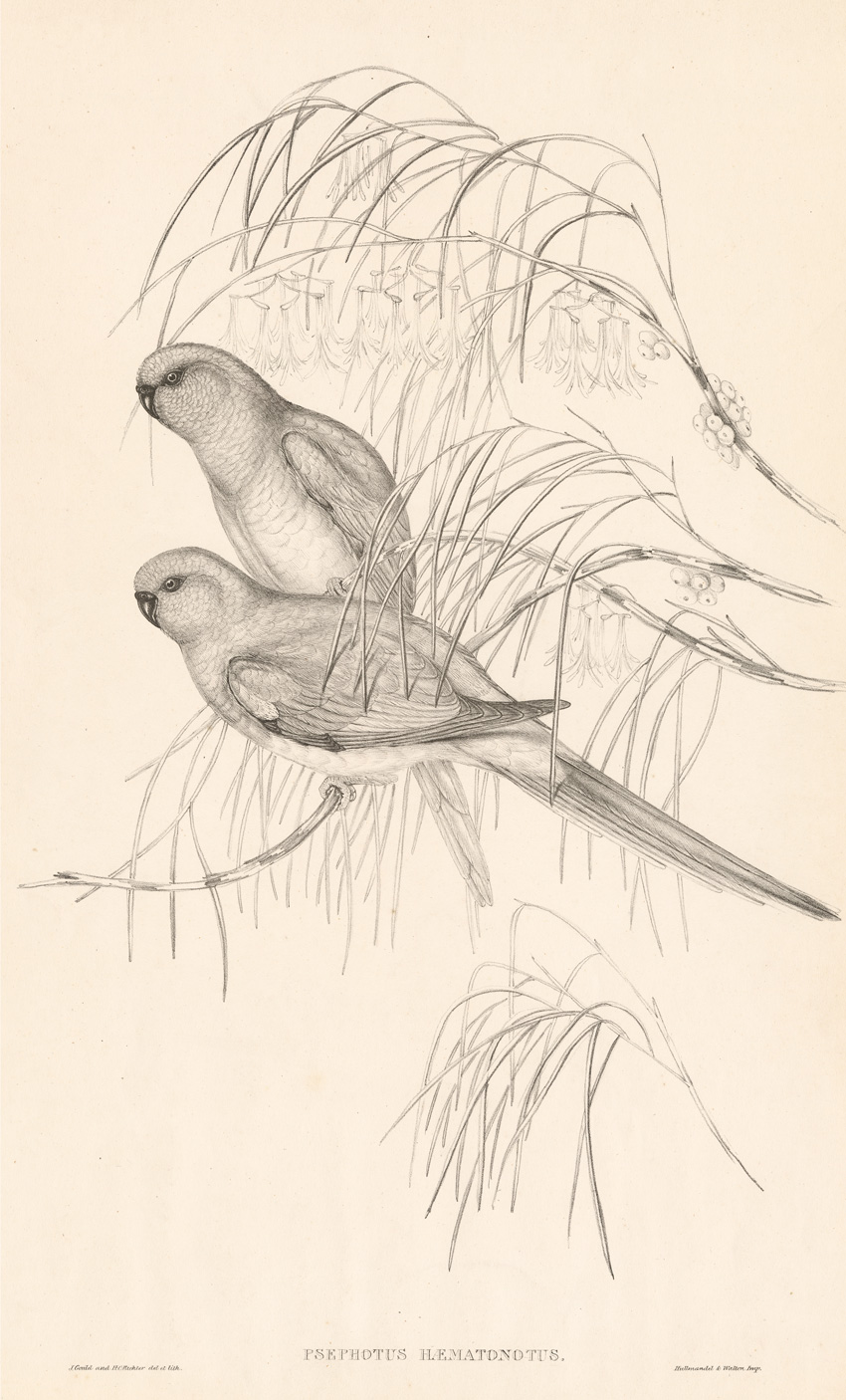 Psephotus haematonotus, illustrated by John Gould, 1848. SLSA: rbri22750897/1v