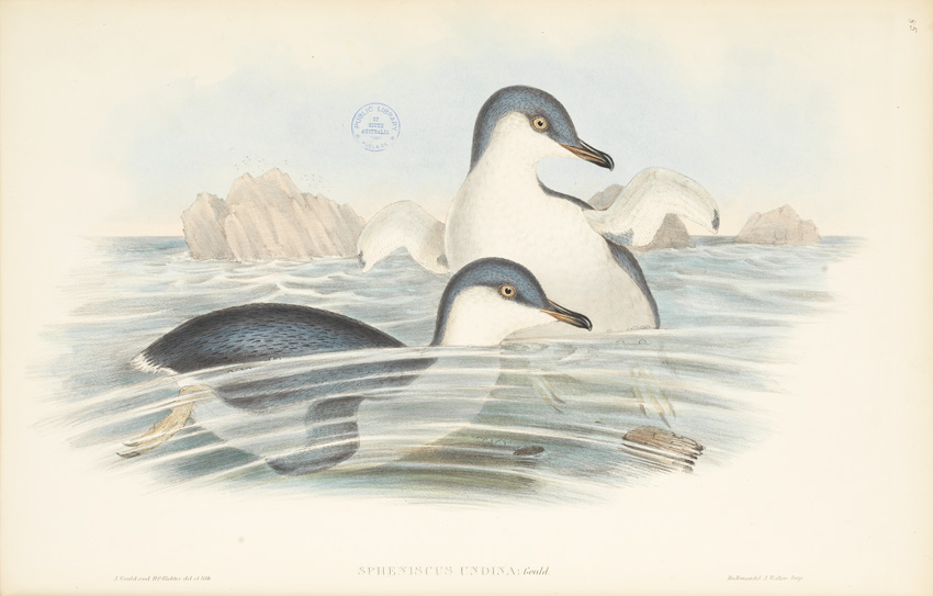 Little Penguins, illustrated by J E Gould, 1848. SLSA: rbri11743785/007/pl 85