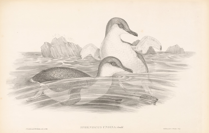 Uncoloured plate - Little Penguins, illustrated by J E Gould, 1848. SLSA: rbri11743785/007/pl 85