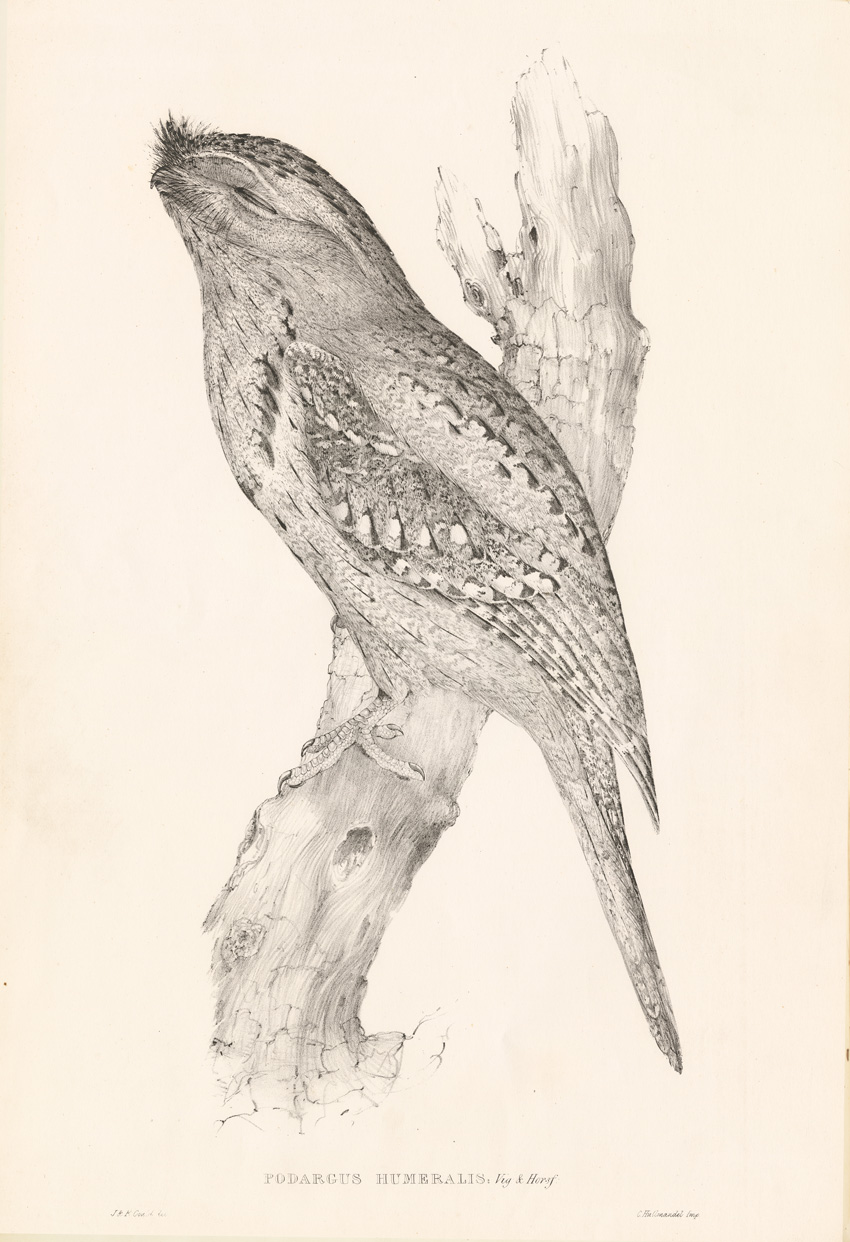 Uncoloured plate - Tawny Frogmouth, Podargus humeralis, illustrated by J and E Gould, 1814. SLSA: rbri11743785/002/pl 003