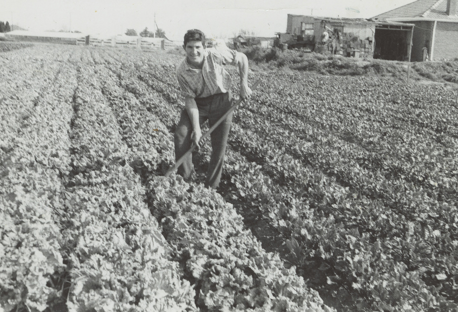 Johnny Marchioro working lettuces at the Marchioro market garden at Lockleys.