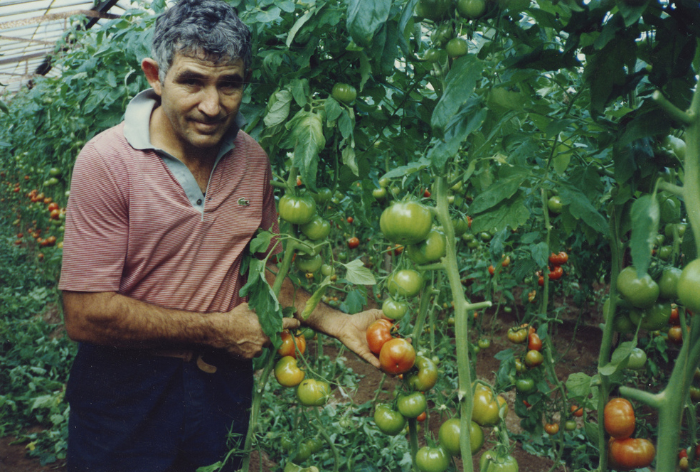 Market gardener Johnny Marchioro in the tomato glasshouse 