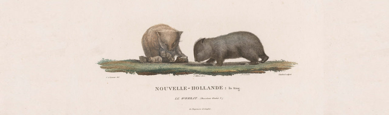 Nouvelle Hollande - wombats
