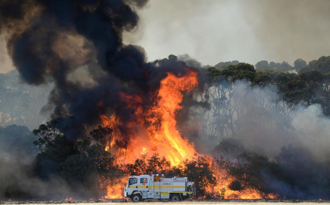 Kangaroo Island bushfire [SLSA: B 78536/5] 