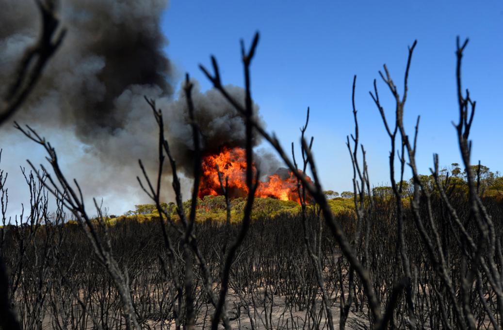 Kangaroo Island bushfire [SLSA: B 78536/9]
