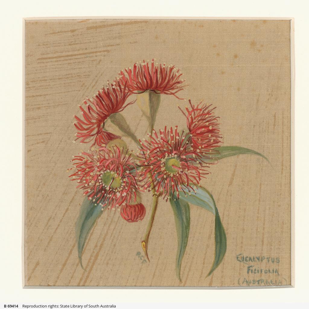 Eucalyptus ficifolia, SLSA: B 69414
