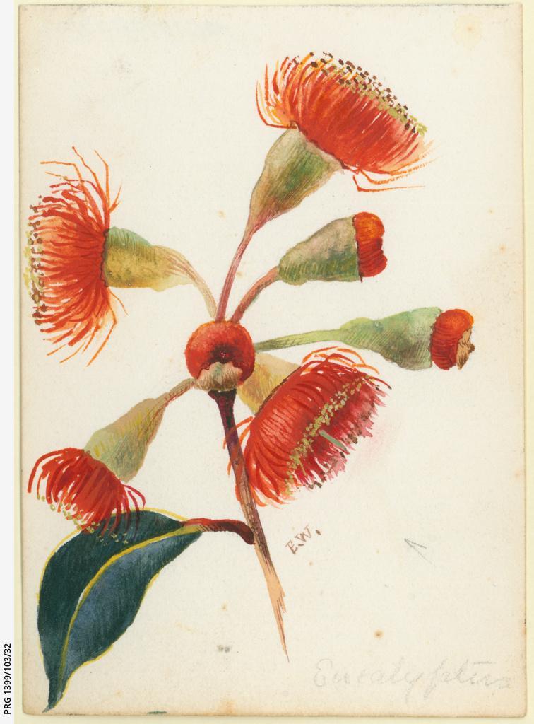 Eucalyptus blossom SLSA PRG 1399/103/32