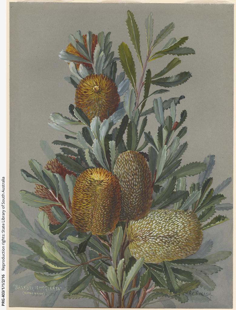 Rosa Fiveash artwork, SLSA: PRG 403/1/1/2/16