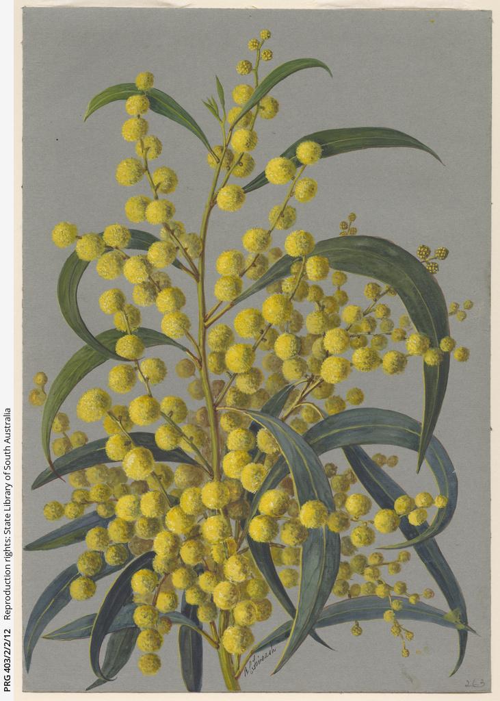 Rosa Fiveash artwork, SLSA: PRG 403/2/2/12