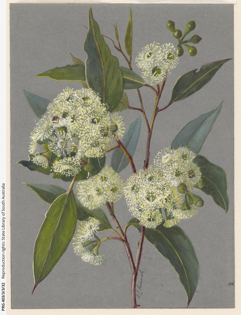 Rosa Fiveash artwork, SLSA: PRG 403/3/3/32