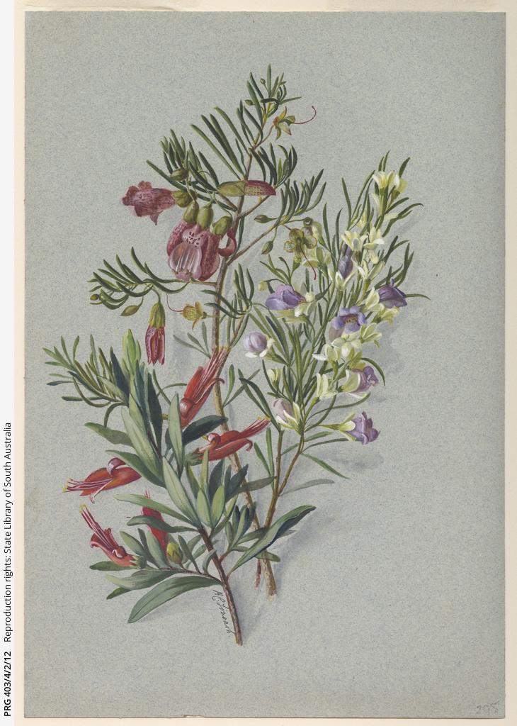 Rosa Fiveash artwork, SLSA: PRG 403/4/2/12