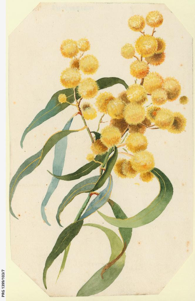 Wattle blossom SLSA PRG 1399/103/7
