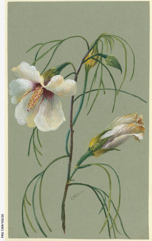 White wildflowers SLSA: PRG 1399/103/20