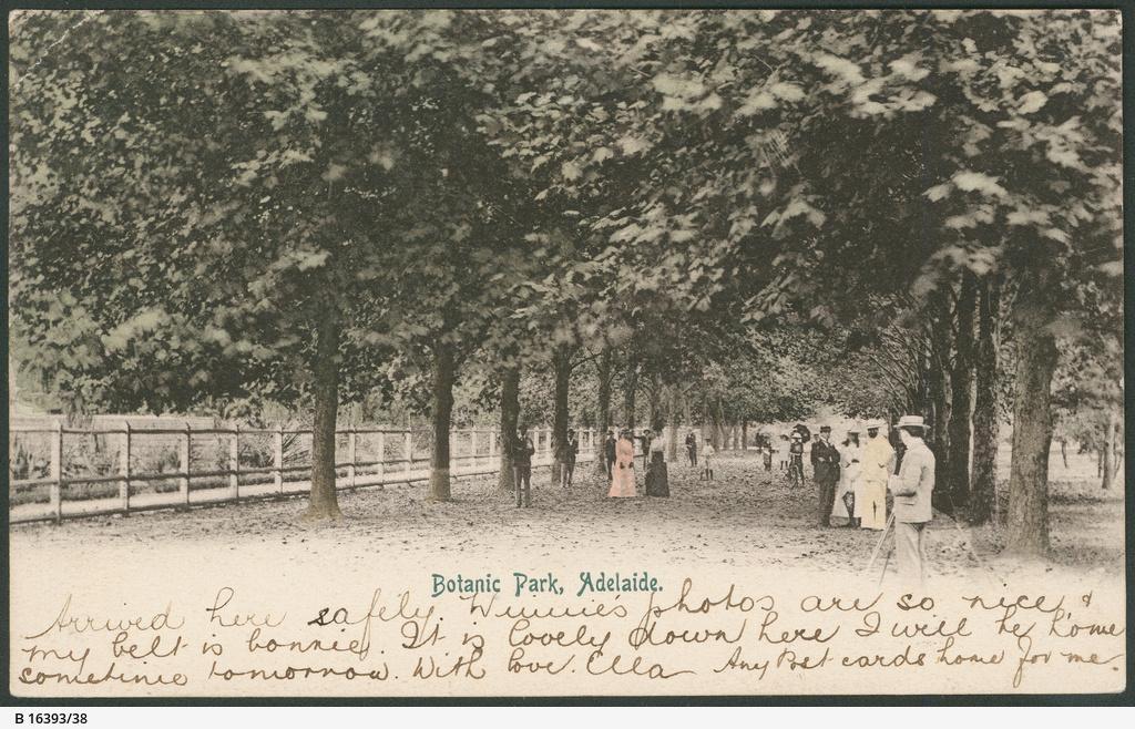 Botanic Park, Adelaide showing the avenue of plane trees along the northern rear side of the Botanical Gardens. SLSA: B 16399/38