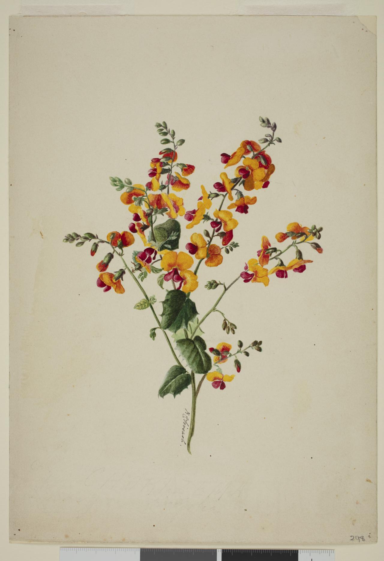 Fiveash flowers PRG403_2_2_16