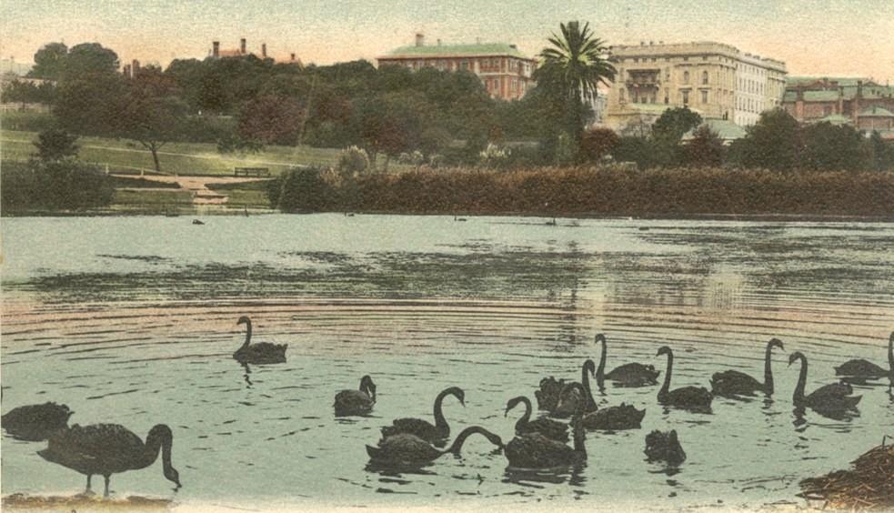 colour postcard of black swans on Torrens, buildings in background, c 1910 