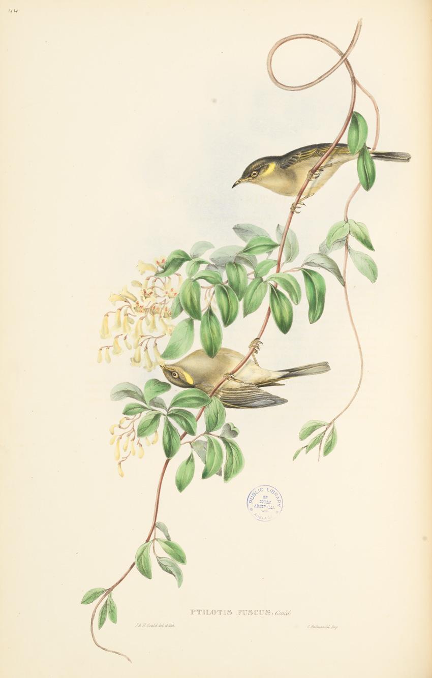 Fuscous Honeyeater. Ptilotis fuscus J. and E. Gould del. et lith. Plate number 44, volume IV, The birds of Australia, 1848. SLSA: rbri11743785/004/pl 44