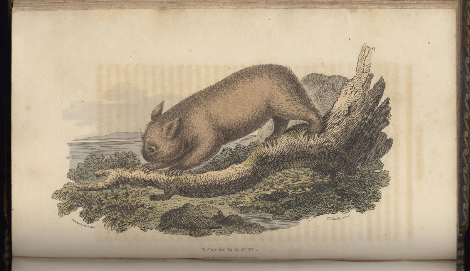 Wombat