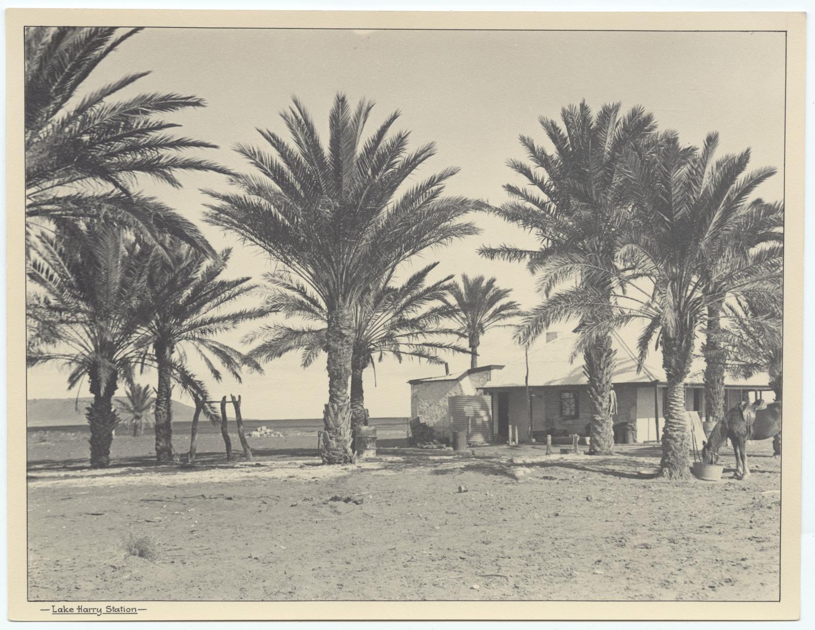 Date palms B47089_7