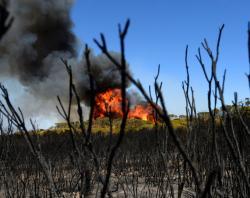 Kangaroo Island bushfire [SLSA: B 78536/9]