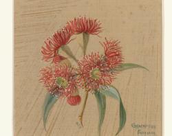 Eucalyptus ficifolia, SLSA: B 69414