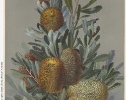 Rosa Fiveash artwork, SLSA: PRG 403/1/1/2/16