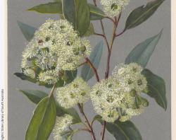 Rosa Fiveash artwork, SLSA: PRG 403/3/3/32