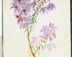 Tetratheca SLSA PRG 1399/103/53