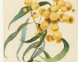 Wattle blossom SLSA PRG 1399/103/7