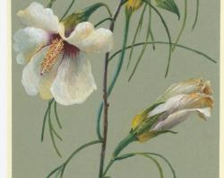White wildflowers SLSA: PRG 1399/103/20