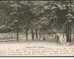 Botanic Park, Adelaide showing the avenue of plane trees along the northern rear side of the Botanical Gardens. SLSA: B 16399/38
