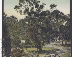 Belair National Park Bridge Postcard app 1907 to 1913. SLSA: PRG337-1-10