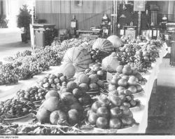 A display of grapes, fruit and nuts at the Autumn Show, 1912. SLSA: PRG 280/1/14/591