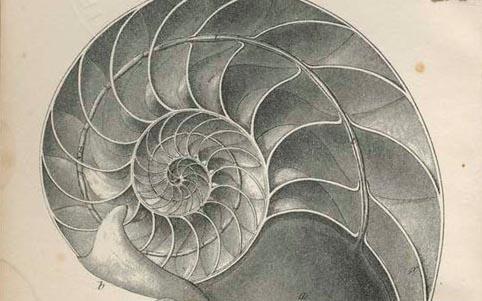 A cropped image from the book - A manual of the Mollusca: a treatise on recent and fossil shells