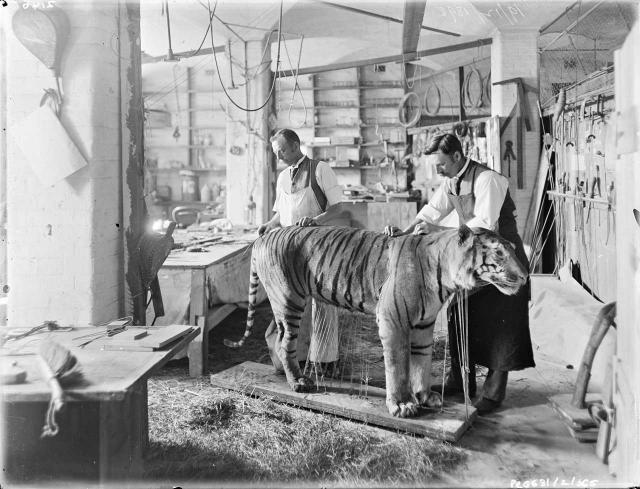 Dressed in their working aprons the taxidermists complete the tiger SLSA PRG 631/2/365
