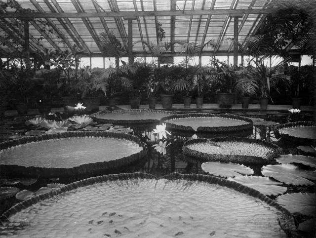 Giant water lilies