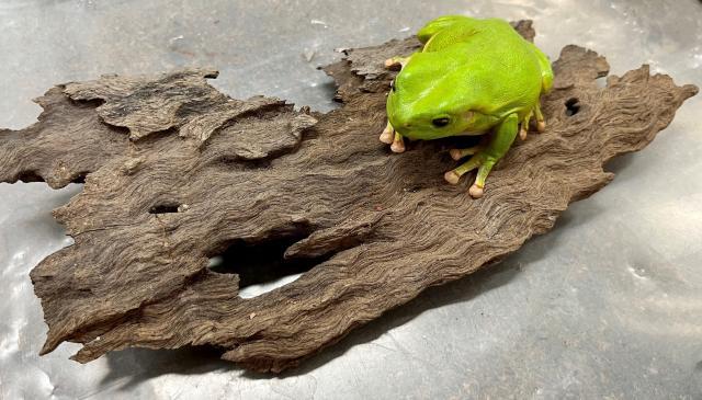 Taxidermy_gree_frog