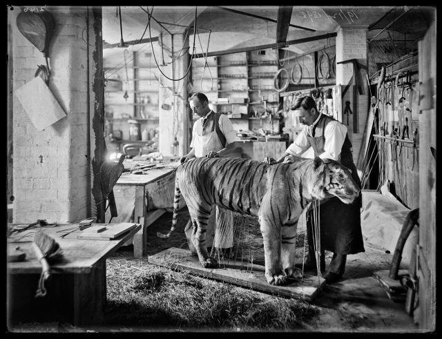 Taxidermists in the State Library, 1998. SLSA: PRG 631/2/365