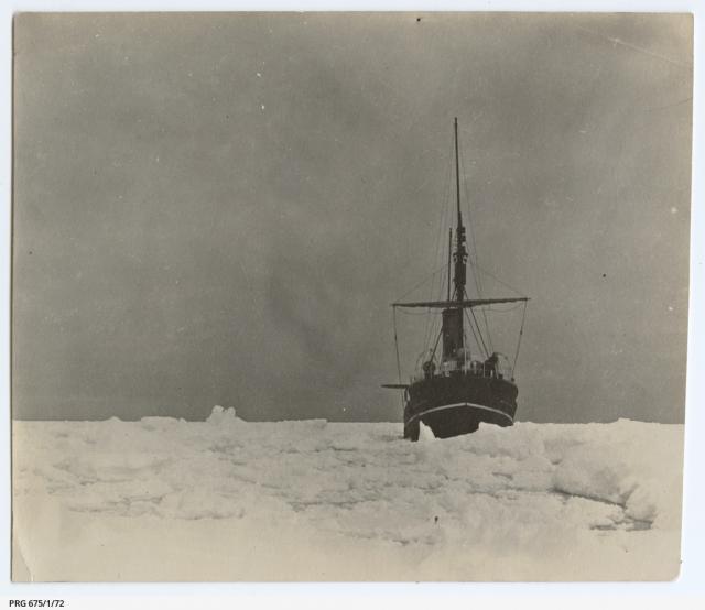 The 'William Scoresby' ploughing through breaking ice [PRG 675/1/72] 