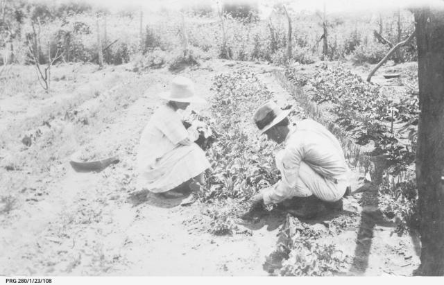 A mana and woman working in a vegetable garden