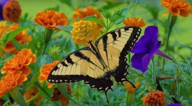 Yellow and black butterfly resting on orange flowers