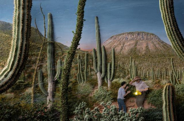 Desert Jungle